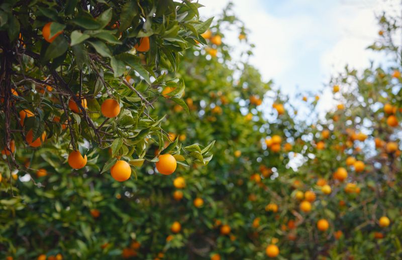 Grapefruit Tree Trimming