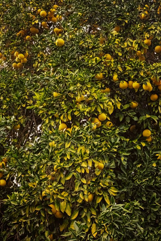 Grapefruit Tree Trimming Costs — Cost of Grapefruit Tree Trimming