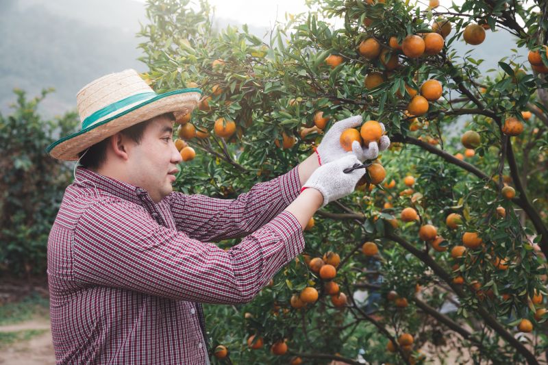 Grapefruit Tree Trimming Costs — Cost of Grapefruit Tree Trimming