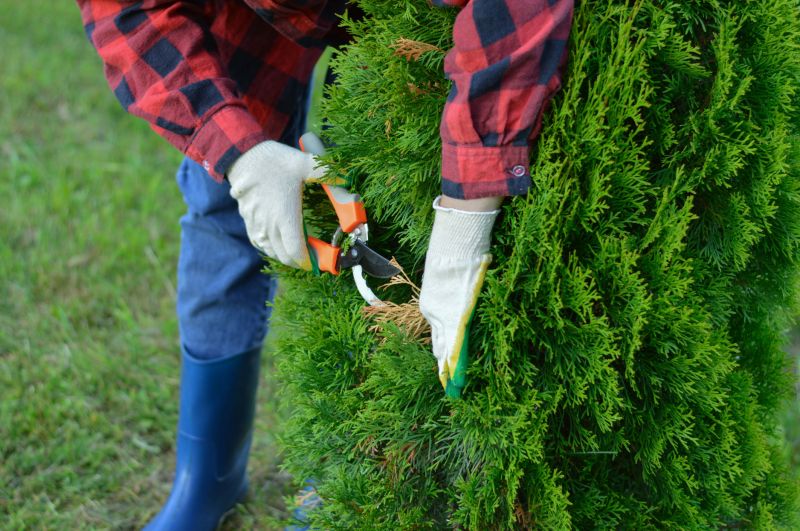 Grapefruit Tree Trimming Costs — Cost of Grapefruit Tree Trimming