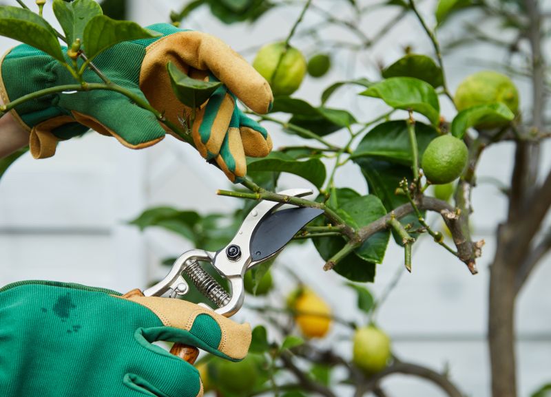 Grapefruit Tree Trimming