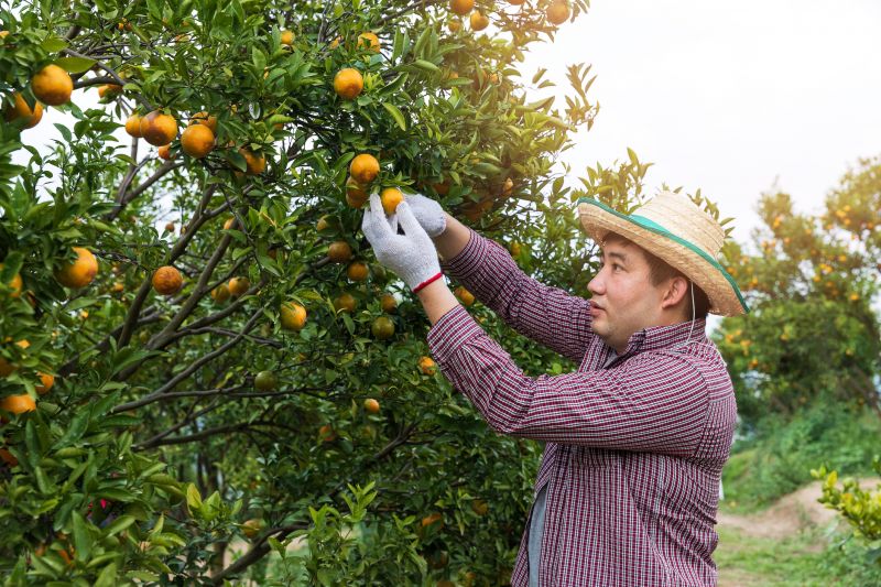 Grapefruit Tree Trimming