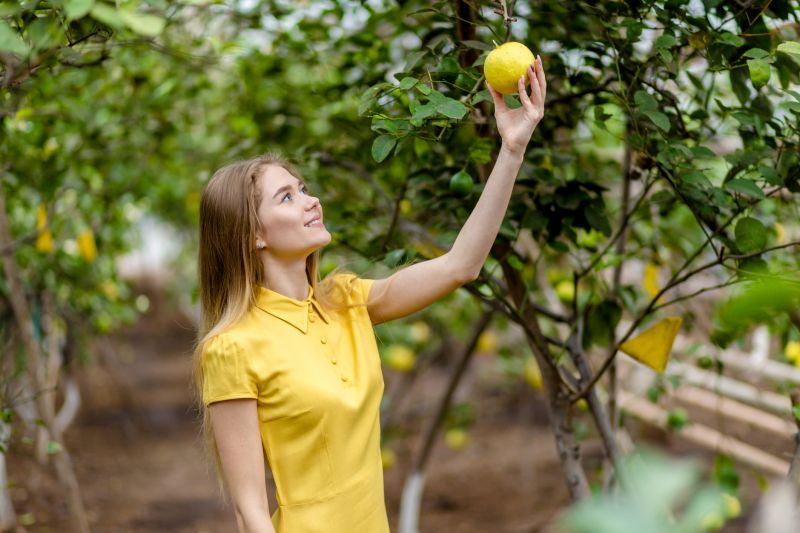 Grapefruit Tree Trimming