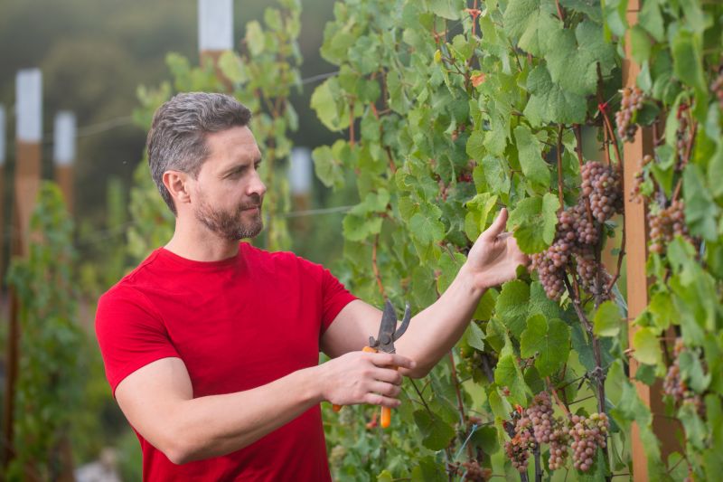 Grapefruit Tree Trimming