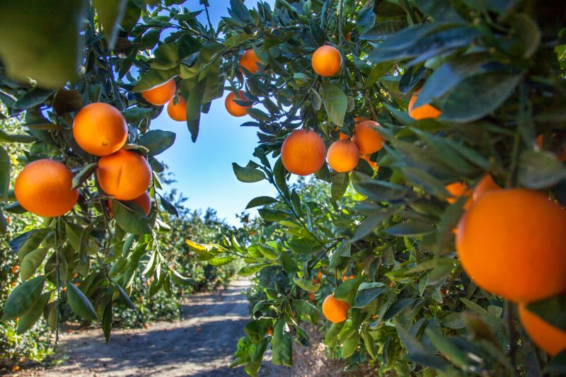 Grapefruit Orchard Landscape