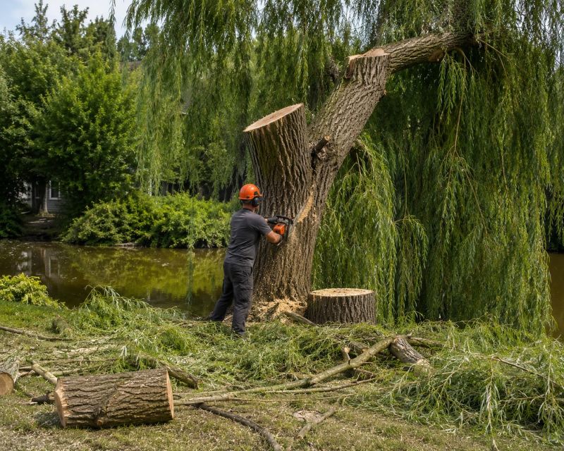 Hickory Tree Removal in Allentown, PA