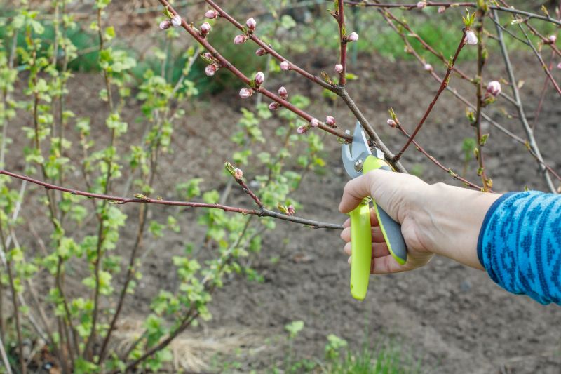 Pruning Tools