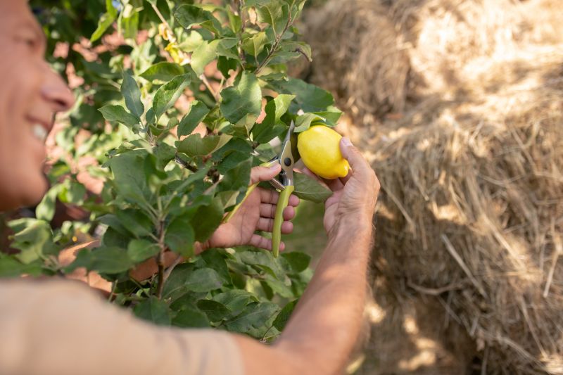 Fruit Harvest Preparation