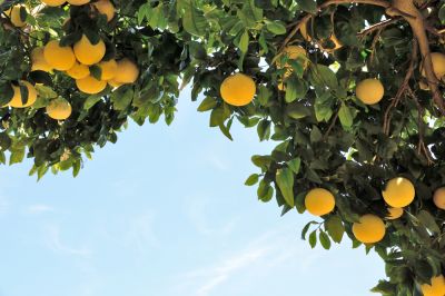 Cut Dead or Diseased Grapefruit Tree Branches!