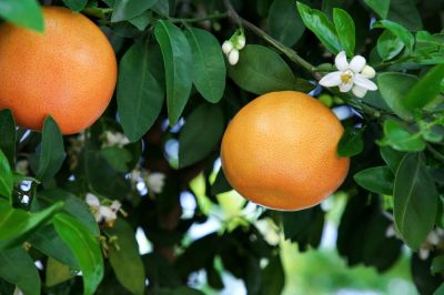Maintain the Health and Growth of Your Grapefruit Tree!