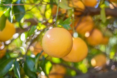 Remove Unwanted Parts of the Grapefruit Tree!